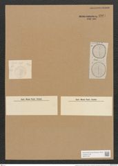 Campylodiscus rivalis A.S. (de-Toni-Nr.: Genus 57, Species 2441) Zeichnungen Sammlung Grunow Nr. 4907 (NHMW-BOT-W0373109)